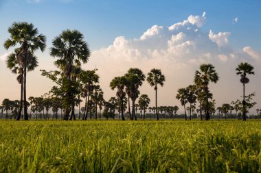 Şeker avuç içi ile yeşil alan veya pirinç çiftlik 