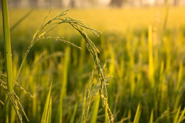 Yeşil alan veya pirinç çiftlik