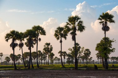 Şeker avuç içi ile yeşil alan veya pirinç çiftlik 