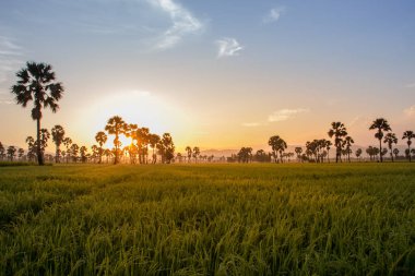Şeker avuç içi ile yeşil alan veya pirinç çiftlik 