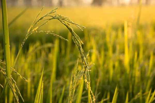 Yeşil alan veya pirinç çiftlik