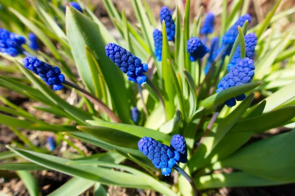 Muscari, kırsalda bahar çiçekleri. Mayıs 2020 'nin başında