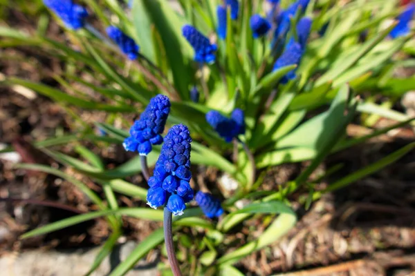 Muscari, kırsalda bahar çiçekleri. Mayıs 2020 'nin başında