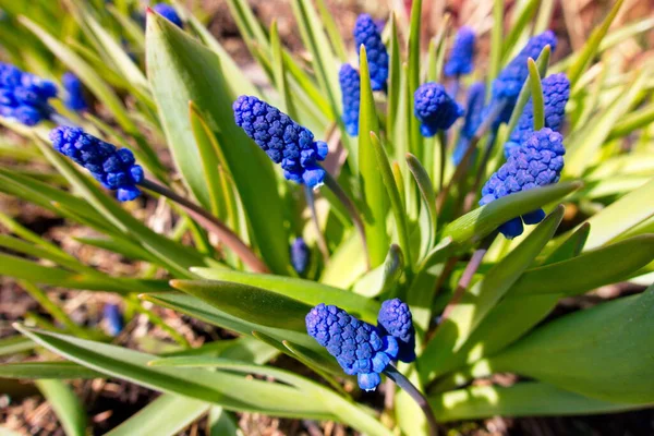 Muscari, kırsalda bahar çiçekleri. Mayıs 2020 'nin başında