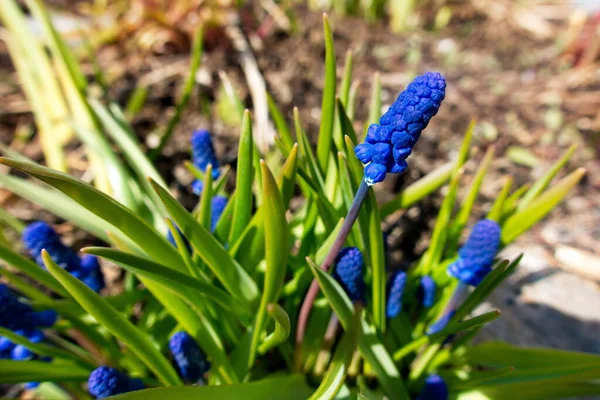 Muscari, kırsalda bahar çiçekleri. Mayıs 2020 'nin başında