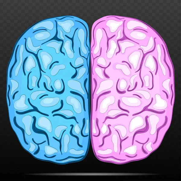 Left and right hemisphere of human brain. — Stock Vector
