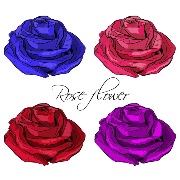 Geschetst van de bloeiende gekleurde Rose bloemen. — Stockvector