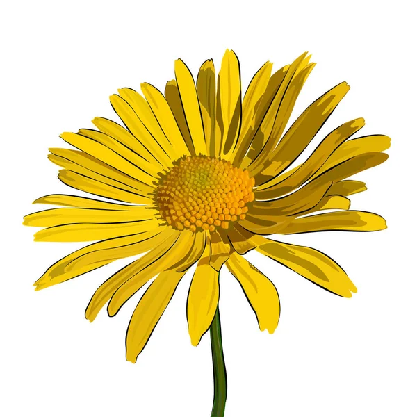 Vector Illustration chamomile flower. — Stock Vector