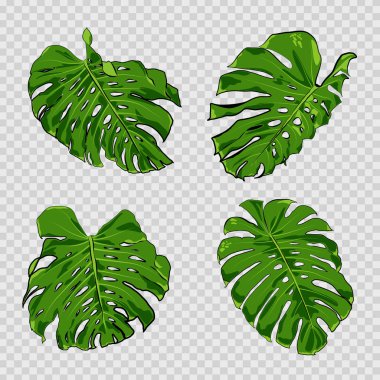 Vektör tropikal palmiye yaprakları.