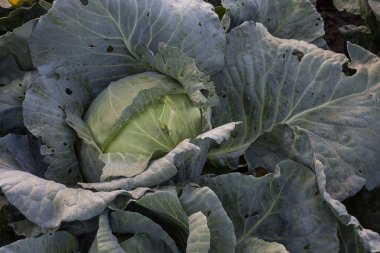 Bahçede lahana. Yeşil sebzeler.