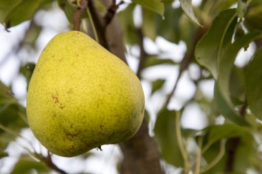 Sarı armut ağaç üzerinde.