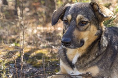 Ormanda, aç ve yorgun sokak köpeği.