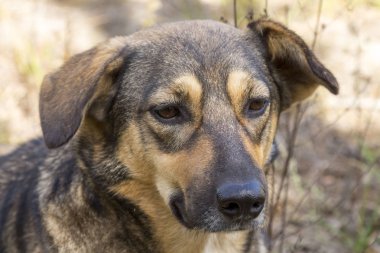Ormanda, aç ve yorgun sokak köpeği.