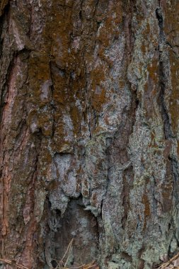 Ağaç kabuğu üzerinde sarı liken orman yok eder..