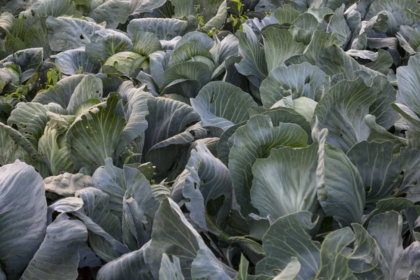 Bahçede lahana. Cole'un plantasyon.