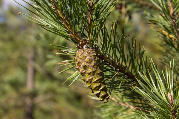 Conos verdes del pino bedikah. árbol, cono de pino, naturaleza . — Foto de Stock