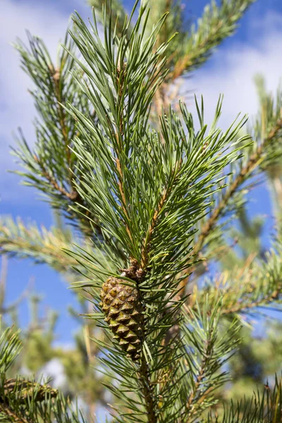 Cones verdes do bedikah pinho. árvore, pinecone, natureza . — Fotografia de Stock