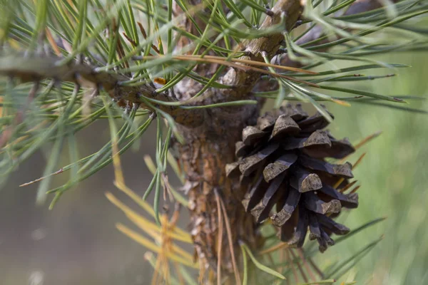 Tak van de pijnboom met naalden en kegel — Stockfoto