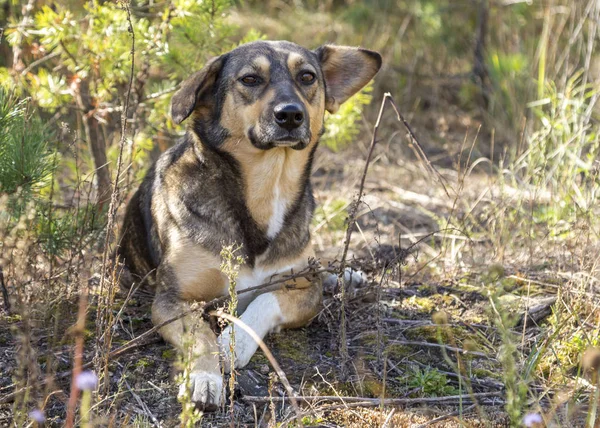 Ormanda, aç ve yorgun sokak köpeği.