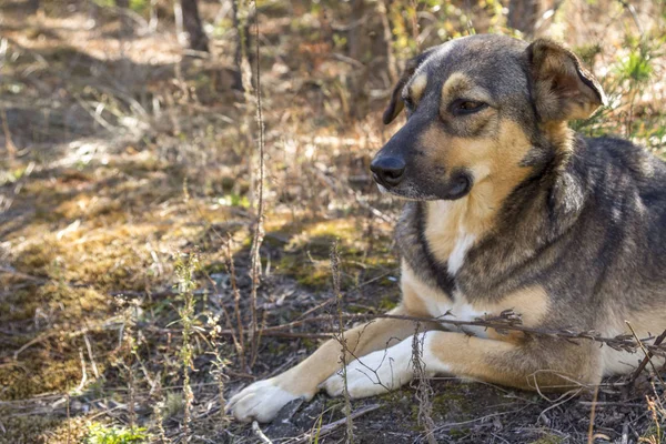 Ormanda, aç ve yorgun sokak köpeği.