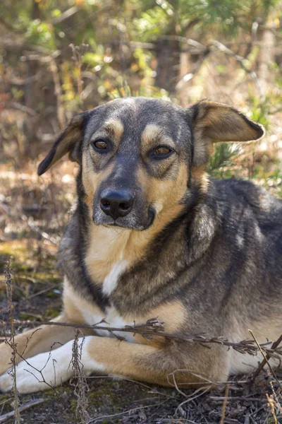 Ormanda, aç ve yorgun sokak köpeği.