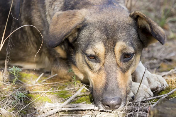 Ormanda, aç ve yorgun sokak köpeği.