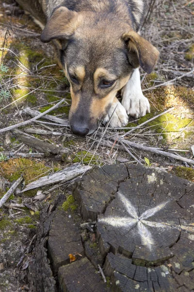 Stray cão na floresta, com fome e cansado . — Fotografia de Stock