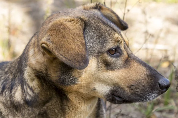 Ormanda, aç ve yorgun sokak köpeği.
