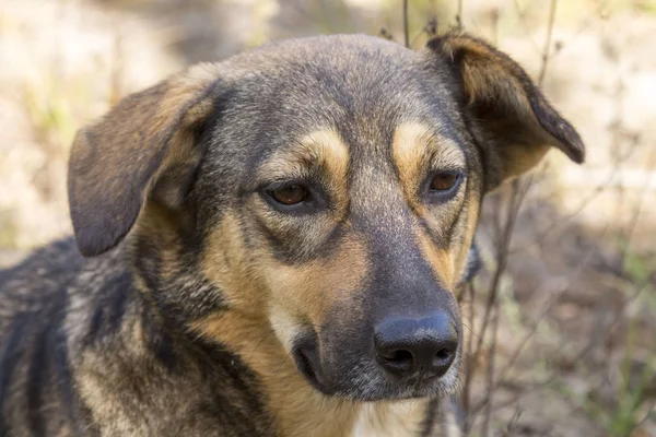 Ormanda, aç ve yorgun sokak köpeği.