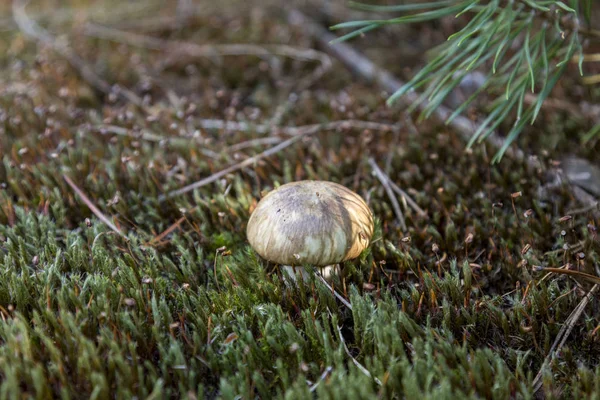 Mantar Suillus - sümüklü mantar orman yosun.