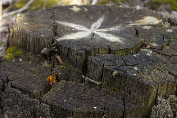 Alter Baumstumpf mit einem Bild von Stern oder Blume. — Stockfoto