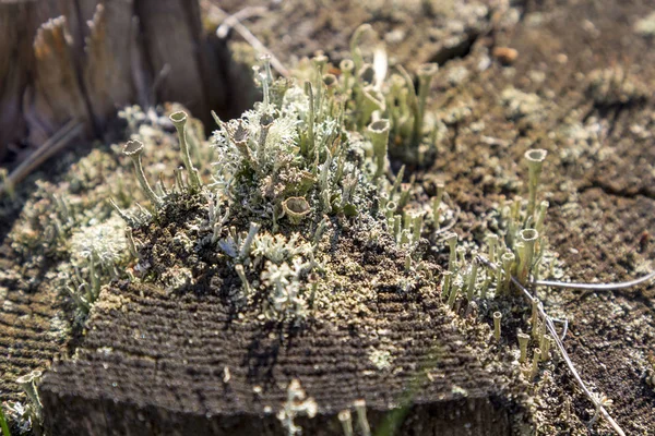 Sonbahar ormandaki moss güdük