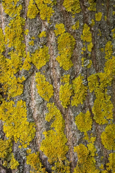 Gelbe Flechte auf Baumrinde zerstört den Wald. — Stockfoto