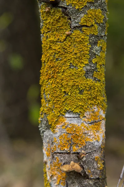Κίτρινο λειχήνα σε φλοιό δέντρου καταστρέφει το δάσος. — Φωτογραφία Αρχείου