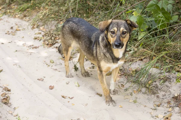 Ormanda, aç ve yorgun sokak köpeği.