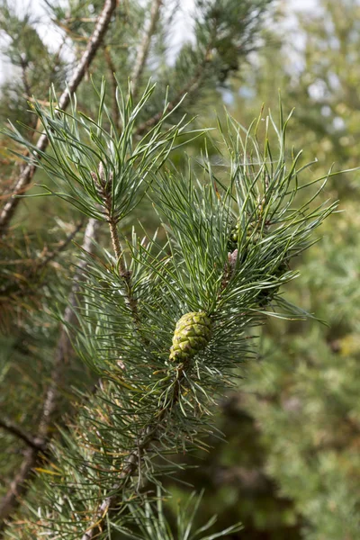 Cones verdes do bedikah pinho. árvore, pinecone, natureza . — Fotografia de Stock