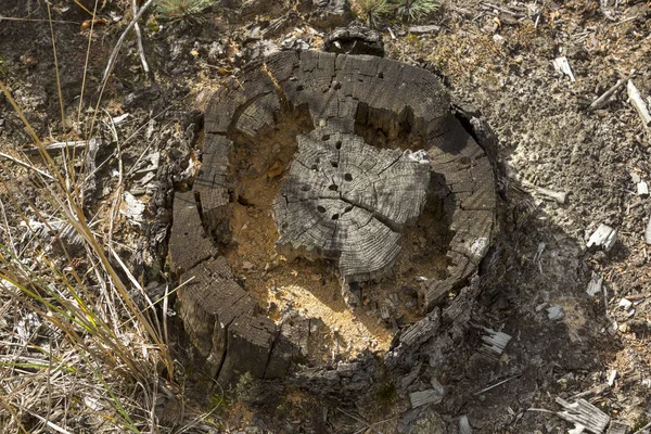 Viejo tronco de árbol podrido que se comió los bichos . —  Fotos de Stock