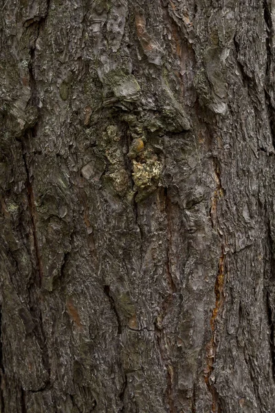 Texture corteccia di pino. Lo sfondo di un albero sano . — Foto Stock