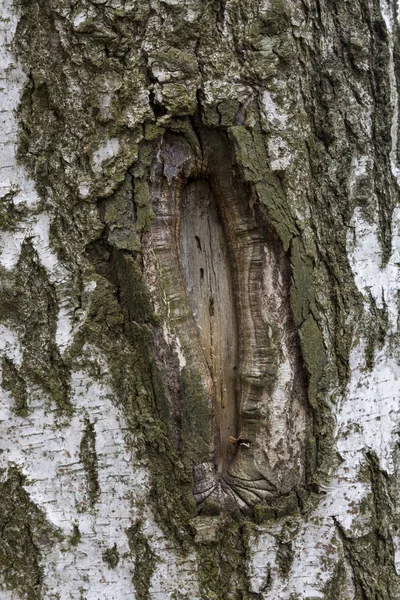Повреждена текстура березы древесной коры . — стоковое фото