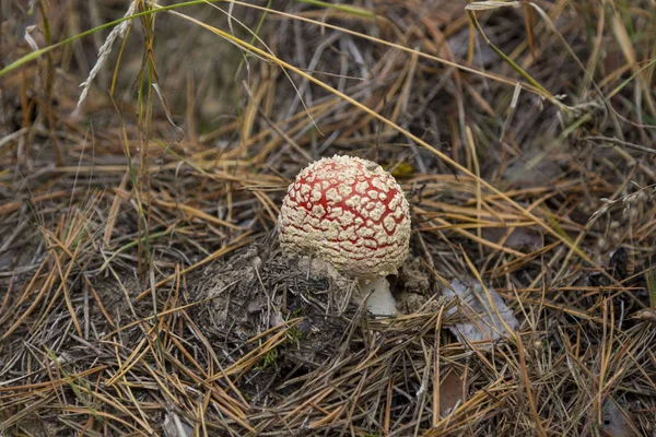 Genç Zehirli mantar Amanita.