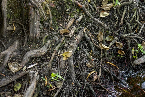 Raízes velhas no topo da terra . — Fotografia de Stock