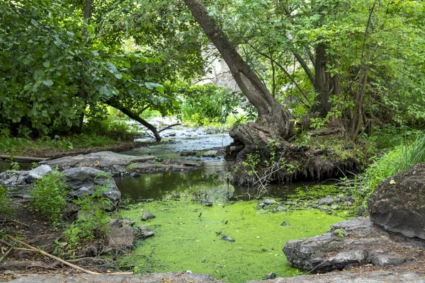 Dağ nehri eski yeşil ormanın arasında