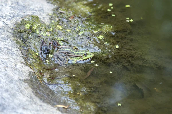 Sudaki yeşil kurbağa bana bakıyor. — Stok fotoğraf