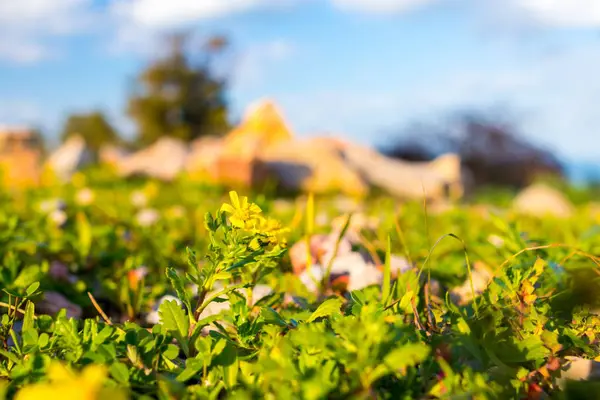 Güzel bir çiçek niteliğine