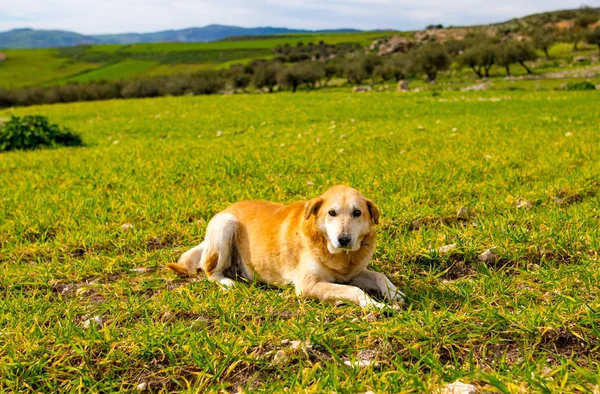 A lonely dog in the mountain