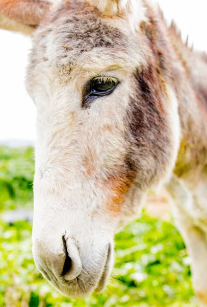 Komik bir eşek niteliğine