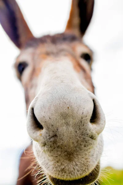 Komik bir eşek niteliğine