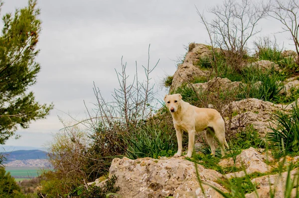 A lonely dog in the mountain