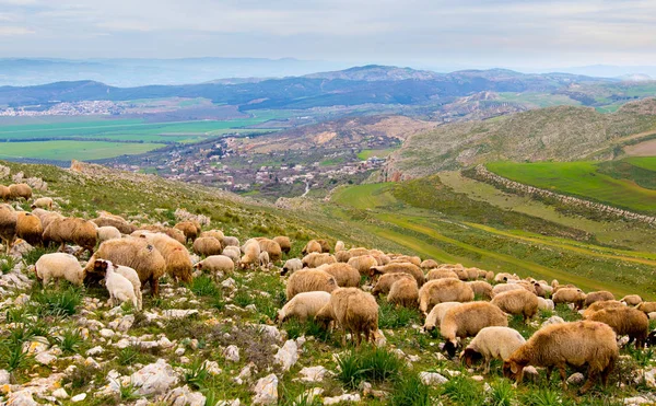 Dağlarda bir koyun sürüsü
