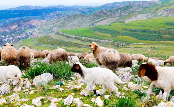 Dağlarda bir koyun sürüsü